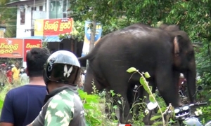 අලි කරදරයක් නිසා විජයපුර නොසන්සුන්