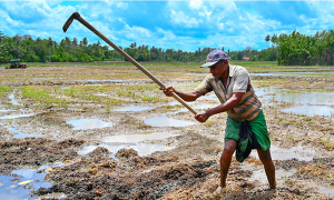 මහ කන්නයට පොහොර අද ඉදන්