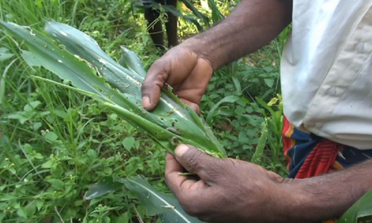 බඩඉරිඟු වගාවකට සේනා දළඹුවාගෙන් දැඩි හානි