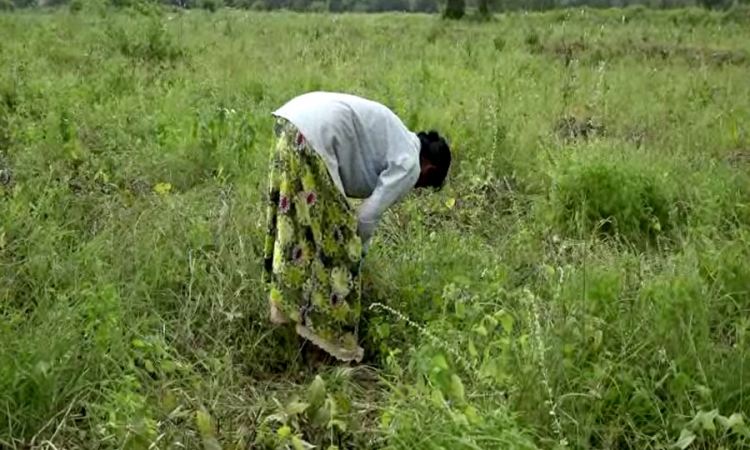 උතුරු පළාතේ උඳු අස්වනු නෙලීම ඇරඹේ