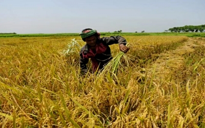 යල කන්නයේ වී මිලදී ගැනීම ඇරඹේ