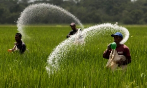 පොහොර නොමිලේ දිමට යෝජනාවක්