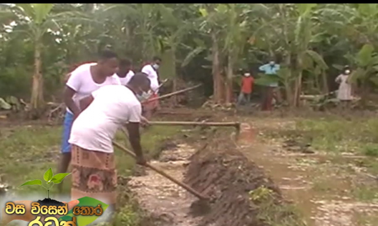 කාබනික පොහොර වගාවන්, දිවයින පුරා සාර්ථකව ක්‍රියාත්මකයි.....(වීඩියෝ)