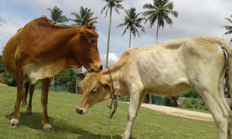 මෙරට ගව ඝාතනය තහනම් කිරීමට අමාත්‍ය මණ්ඩලය අනුමැතිය (වීඩියෝ)