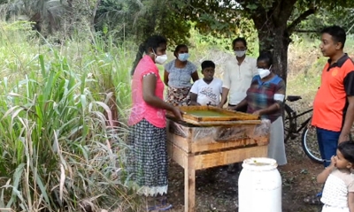 “අලිමානා“ තෘණ විශේෂයෙන් කඩදාසි නිෂ්පාදනයට (වීඩියෝ)