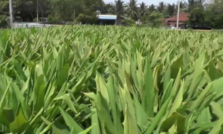 මඩකලපුව ගොවි මහතෙකුගෙන් සාර්ථක කහ වගාවක්