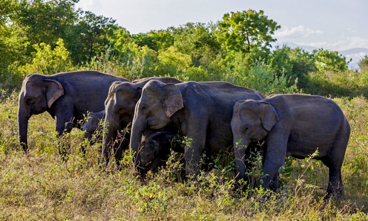 උඩවලව ජාතික වනෝද්‍යානයේ අඩුපාඩු