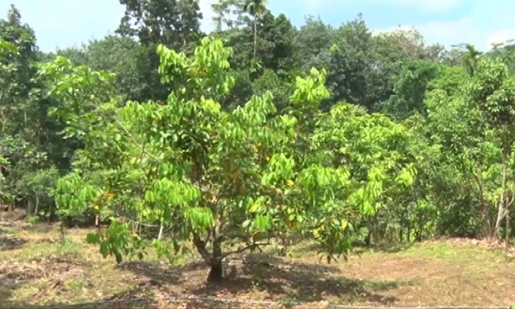 රත්නපුර-කෑගල්ල; පළතුරු පොකුරු ගම්මාන ව්‍යාපෘතියක්