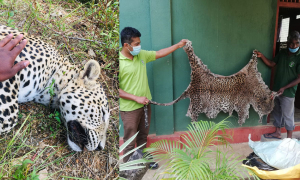 කොටි මස් අලෙවි කළ තිදෙනෙක් අධිකරණය හමුවට