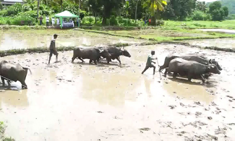 ආහාර අර්බුදයට වෘත්තිකයින්ගෙන් වගා ව්‍යාපෘතියක්...(වීඩියෝ)