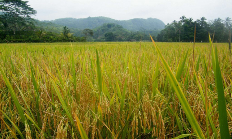 ඉඩෝරයේ නෙළන අස්වැන්න