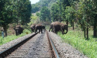 ඊයේ රෑ සිට මේ දක්වා දුම්රිය අනතුරු 3යි