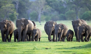 වනජීවී කලාප ආශ්‍රිතව සංචාරක කටයුතු ප්‍රවර්ධනය සදහා ඒකාබද්ධ වැඩපිළිවෙලක්