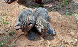 තේ වත්තේ අතරමංව සිටි කොටි පැටවුන් දෙදෙනා මවගේ තුරුලට (වීඩියෝ)