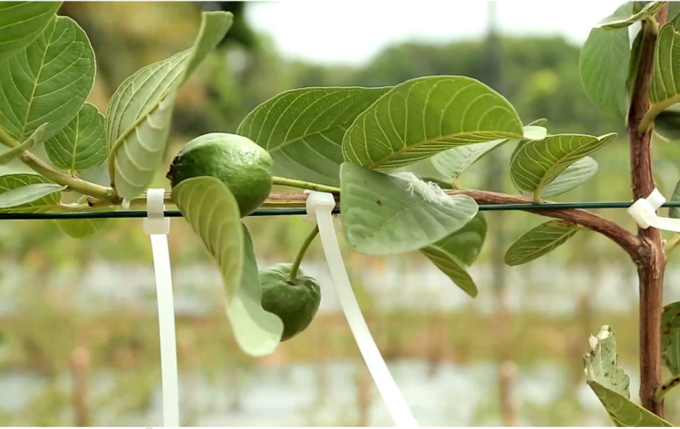 Espalier System එකට අඹ වැල් හා පේර වැල්