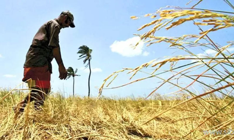 වගා හානි සඳහා වන්දි ලැබෙන ක්‍රමය