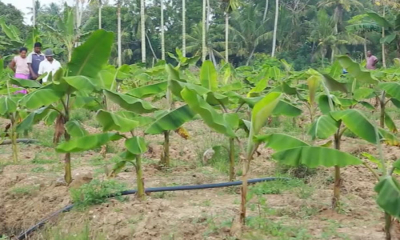 රාජාංගනය ඇඹුල් කෙසෙල් පිටරටට...(වීඩියෝ)