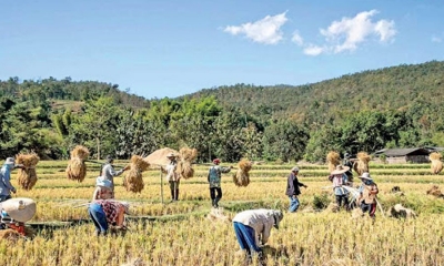 වී අලෙවි මණ්ඩලය මිලදී ගත් වී තොග සහල් කර සතොස මගින් බෙදා හැරීමට තීරණය කෙරේ (වීඩියෝ)