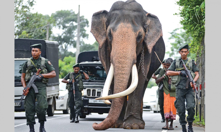 ’’රාජාට’’ ගෞරව දක්වන්න මහ ජනකායක්....(වීඩියෝ)