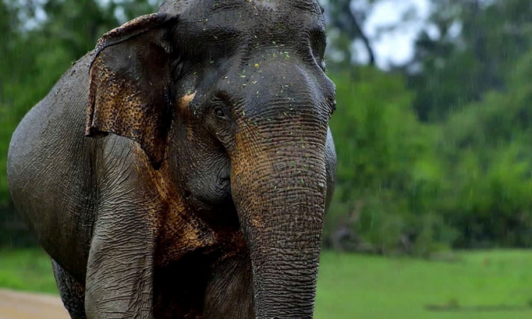 හීලෑ අලි ඇතුන් කළමනාකරණයට නව නීති පද්ධතියක්