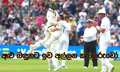 අළු බඳුනට ඉව අල්ලන කැංගරුවෝ