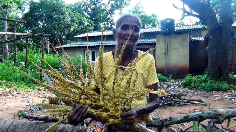 අලි කරදරය නිසා භීතියෙන් ගෙවී යන ජීවිත..