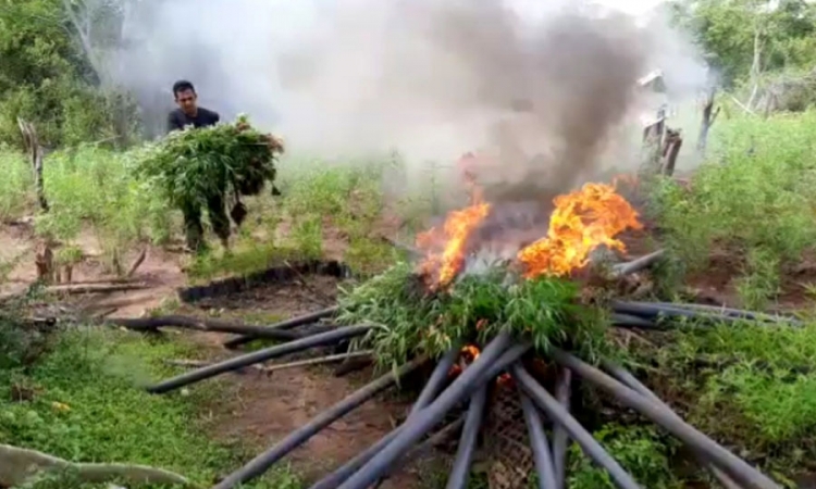 තණමල්විල ගංජා හේනක් වටලයි