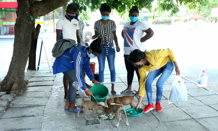 පුත්තලම නගරයේ සුනඛයින්ට ආහාර