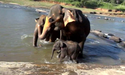 පළමු වරට දියනෑමට ගිය අලි නිවුන් සහෝදරයෝ