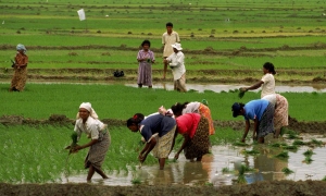 ගොවි හැදුනුම්පත ඉදිරිපත් කර දින දෙකෙන් අඩු පොලියට ණය