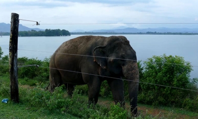 මහවැලි බී කලාපයට විදුලි වැටක්