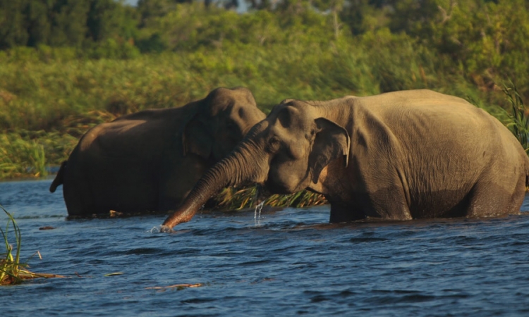 ඇලහැර - ගිරිතලේ අභය භූමියේ වන විනාශය නැවැත්වීමට නියෝග