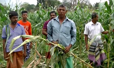 ගලෙන්බිඳුනුවැව ගොවි දුක