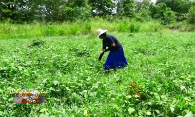 ආහාර අර්බුදයට මුහුණදීමට, ජනතාව වගාවට යොමුවීමට වැඩි උනන්දුවක්...(වීඩියෝ)