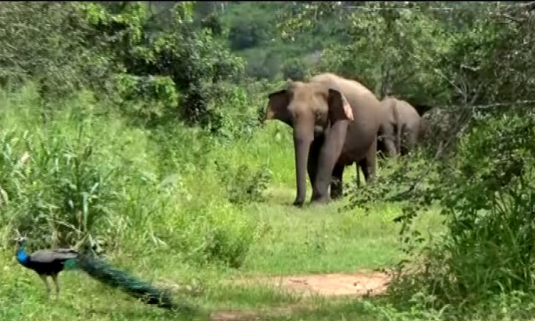 හබරණ උද්‍යානයේ වැව් ඉදිකිරීමේදී අක්‍රමිකතාවක්