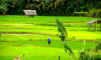 චන්ද්‍රිකා තාක්ෂණයෙන්; කුඹුරු සිතියම්කරණයට