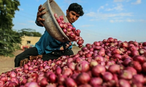 බද්දෙන් උඩට ගිය දේශීය බී ලූනු ගෙඩිය