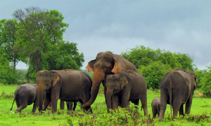 නිම නොවන අලි ගැටලුව