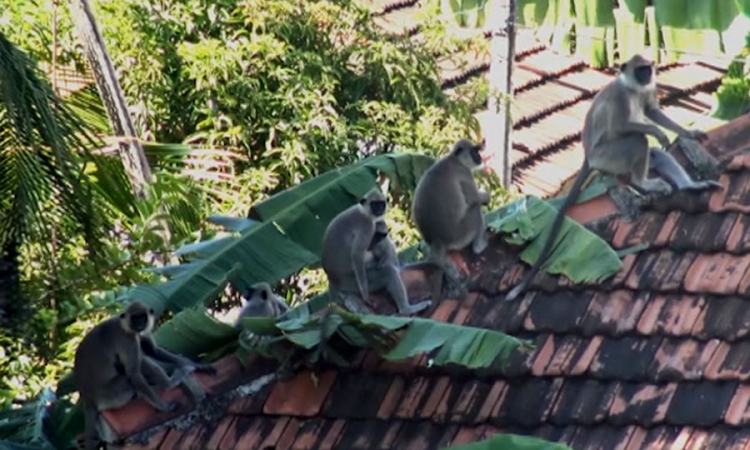 වඳුරන්, රිලවුන්ගෙන් ගම්මාන රැසක ජනතාවට පීඩා