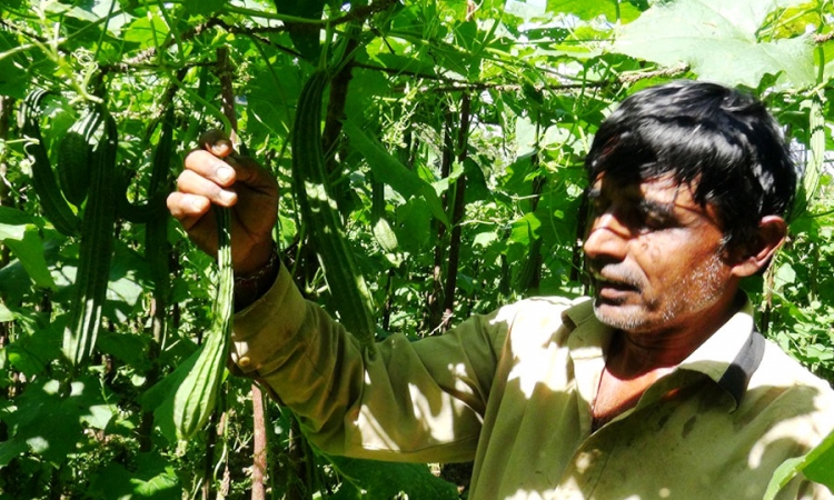 මාතලේ එළවලු වගාවට දිලීරයක්