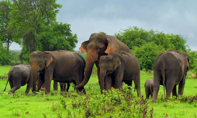 අලි ගණන් කිරීම අදින් ඇර‍ෙඹ්