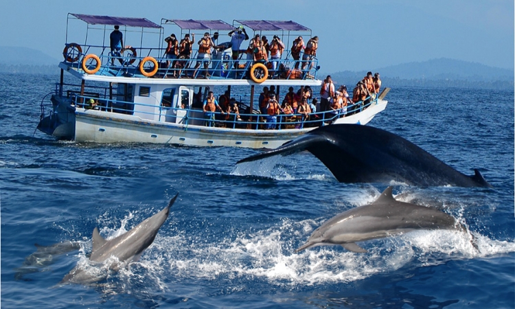 තල්මසුන් නැරඹීමට වේග සීමා