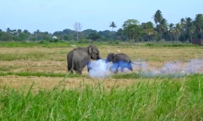 වන අලි පැටවා සහ මව කැලයට පලවා හරී