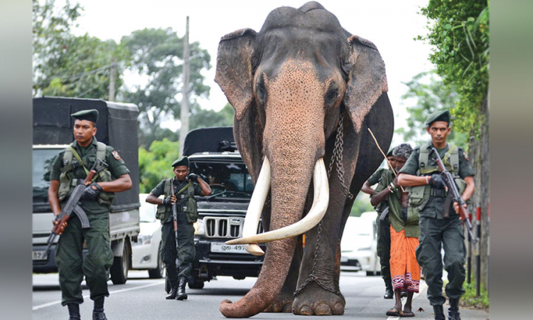 නැදුන්ගමුවේ රාජා හස්ති රාජයා ජාතික වස්තුවක් ලෙස නම් කෙරේ