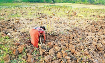 යල කන්නයේ වන්දි මුදල් මාර්තු 02 සිට ගොවීන්ගේ ගිණුමට