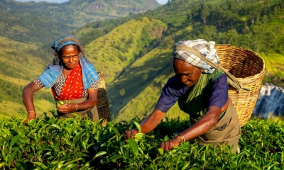 වැවිලි ක්ෂේත්‍රයේ සංවර්ධනයට ඩොලර් මිලියන පහක්