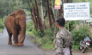 නාත්තන්ඩියේ අලි මෙහෙයුම (වීඩියෝ)