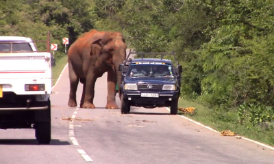 බුත්තල - කතරගම මාර්ගයට ආහාර සොයා එන අලින්