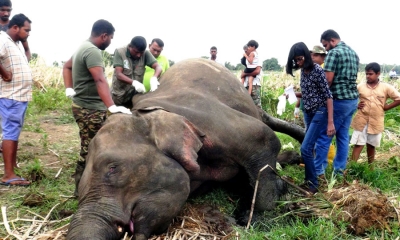 හබරණ හිරිවඩුන්න රක්ෂිතයේ මියගිය ඇතින්නියන් 7කගේ සිරුරු (වීඩියෝ)