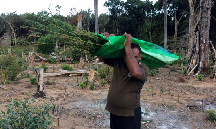 කොටියාගල රක්ෂිතයේ ගංජා හේනක් වටලයි